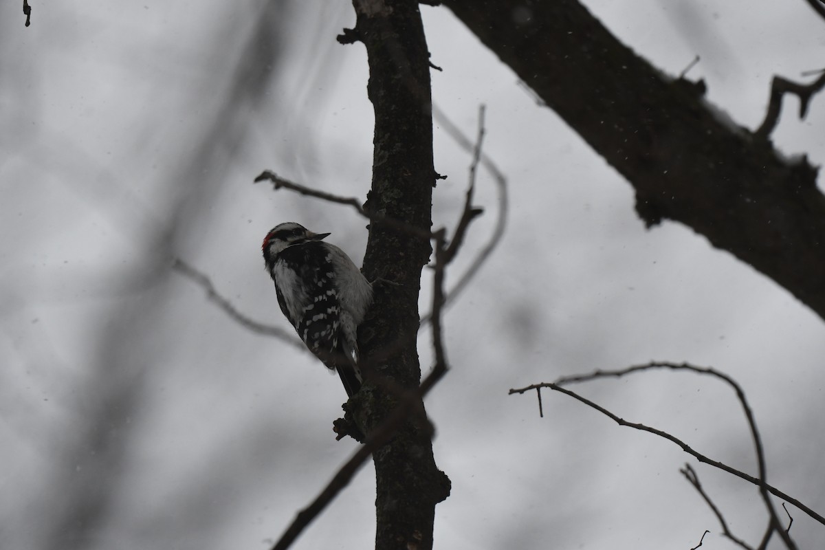 Downy Woodpecker - ML646088269