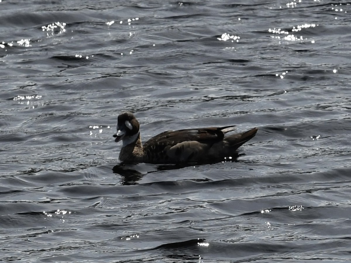 kachna bronzovokřídlá - ML646088275