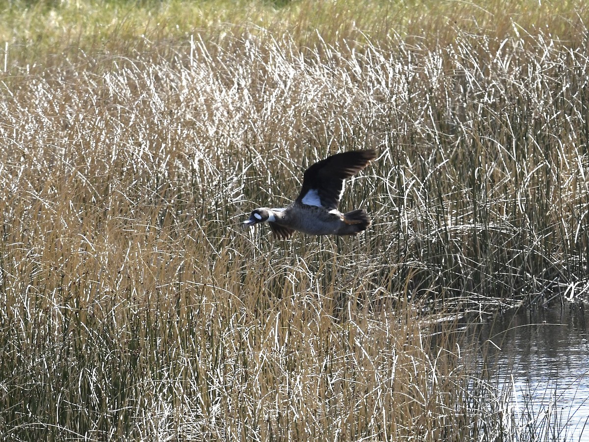 kachna bronzovokřídlá - ML646088277