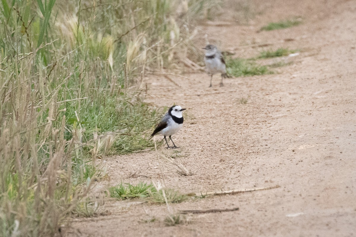 Eptianuro Pío - ML646088278