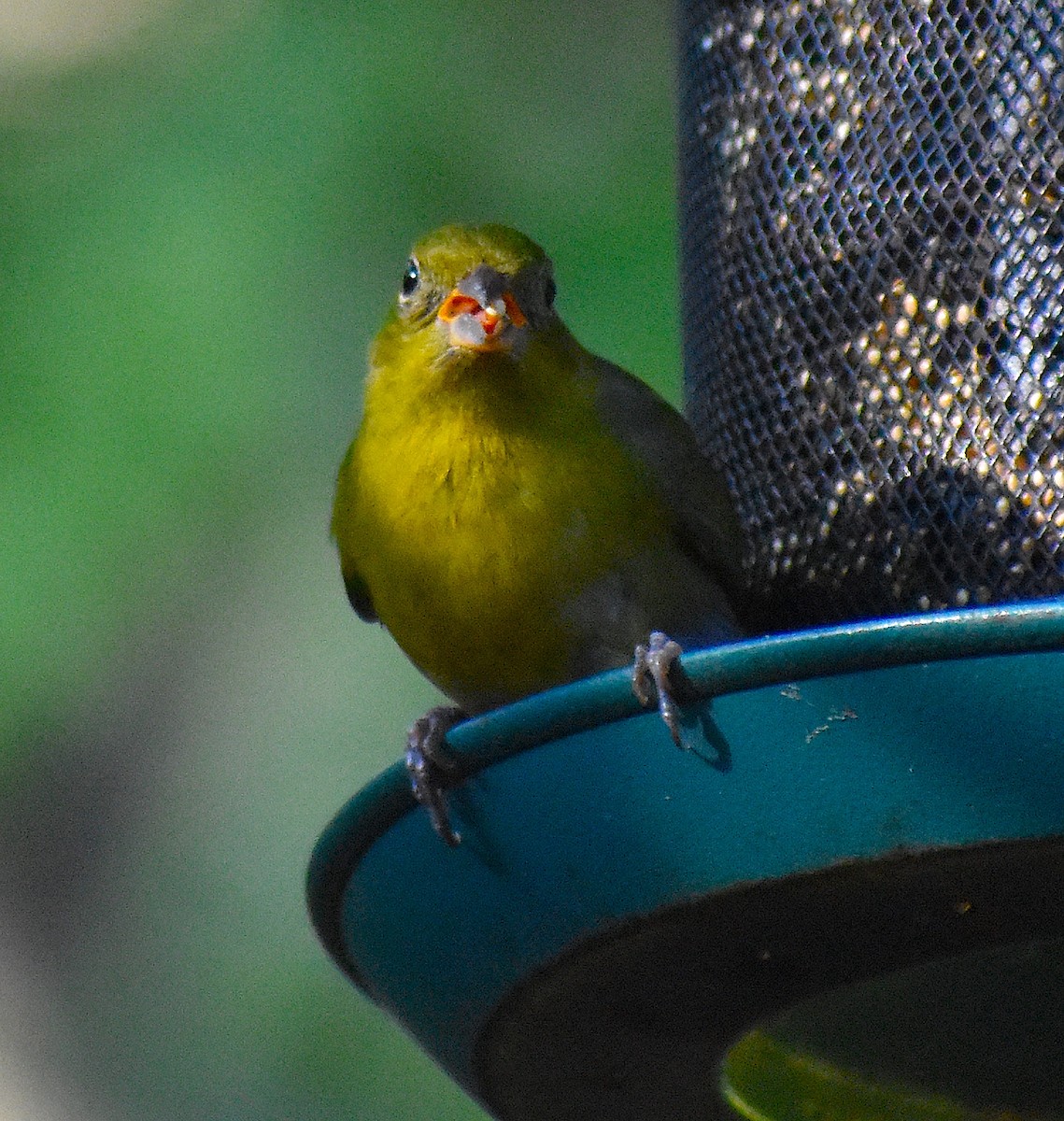 Painted Bunting - ML646088279