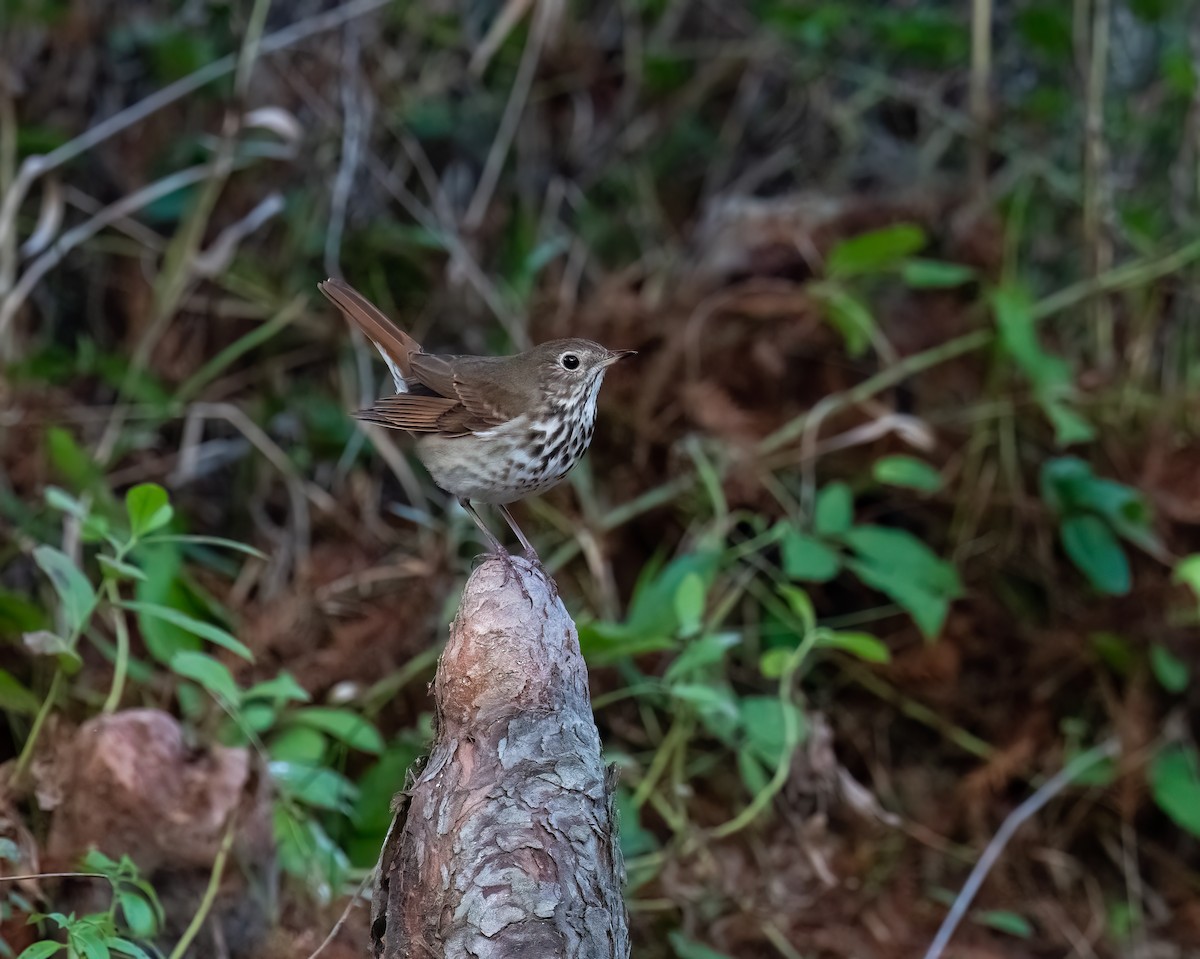 Hermit Thrush - ML646088284