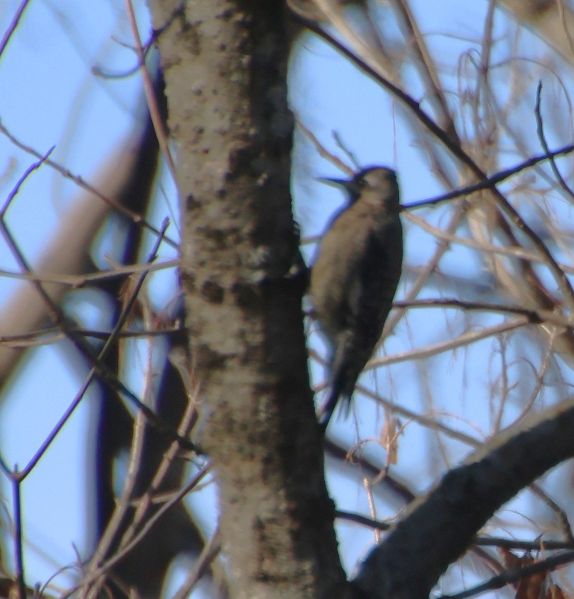 Дятел-смоктун жовточеревий - ML646088286