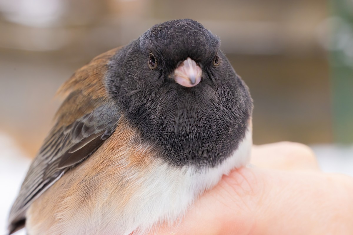 Dark-eyed Junco (Oregon) - ML646088287