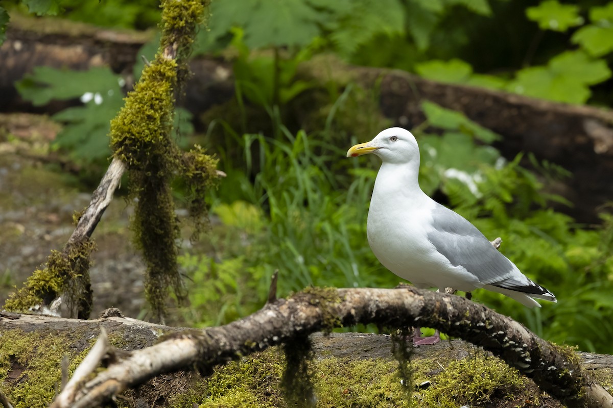 American Herring Gull - ML646088288