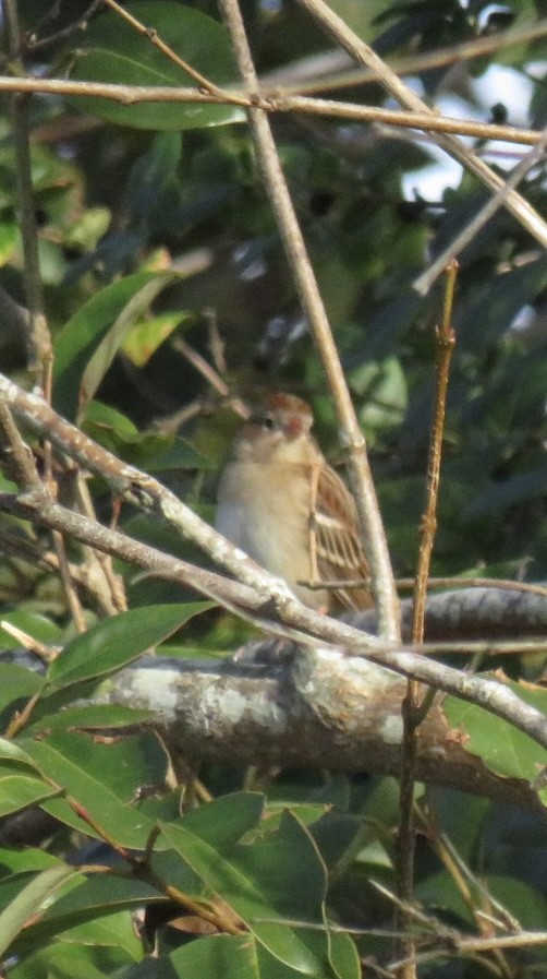 Field Sparrow - ML646088290