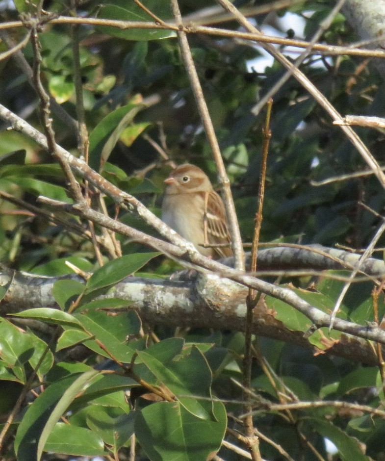 Field Sparrow - ML646088291