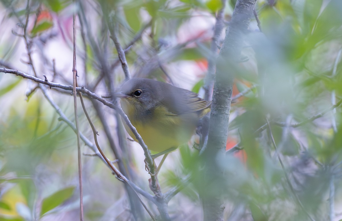 Mourning Warbler - ML646088292