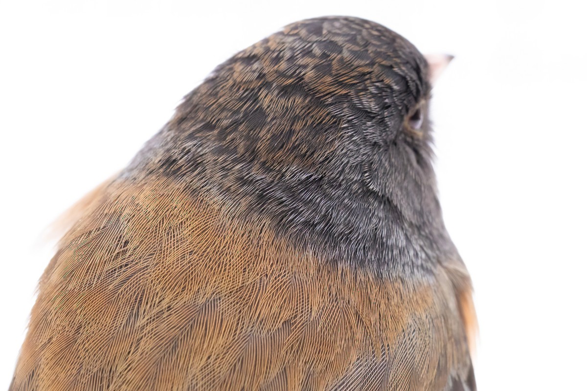 Dark-eyed Junco (Oregon) - ML646088293