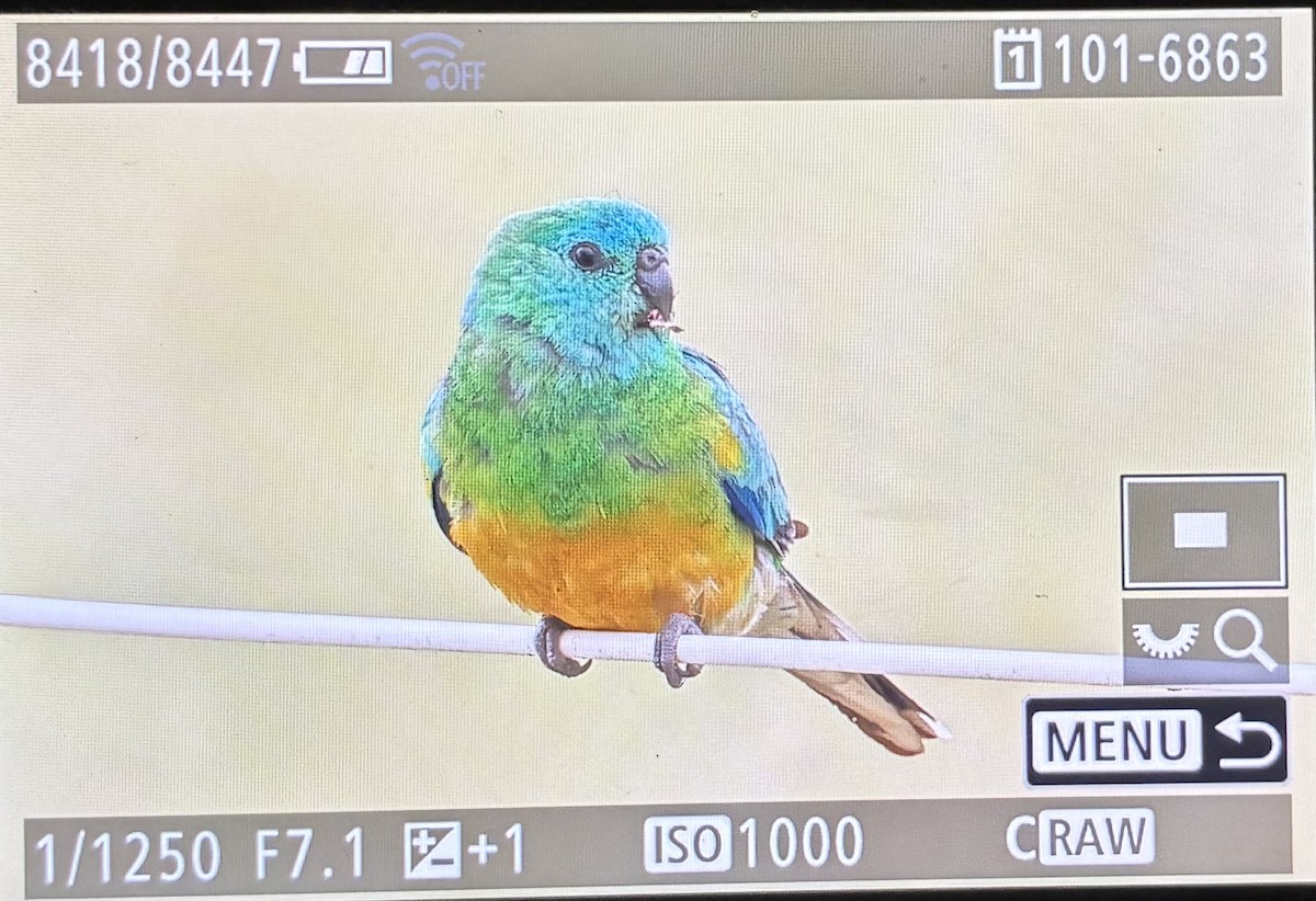 Red-rumped Parrot - ML646088294