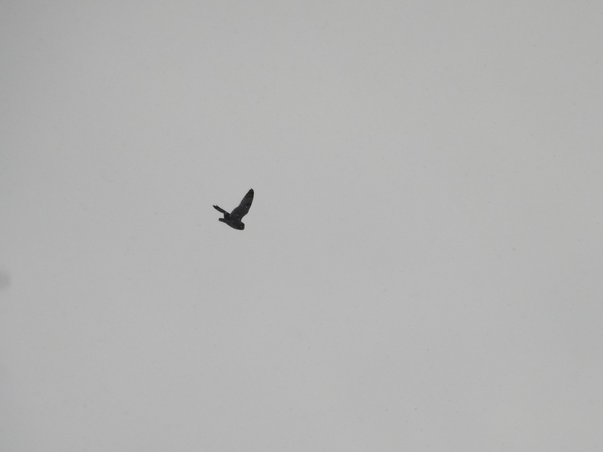 Short-eared Owl (Northern) - ML646088296