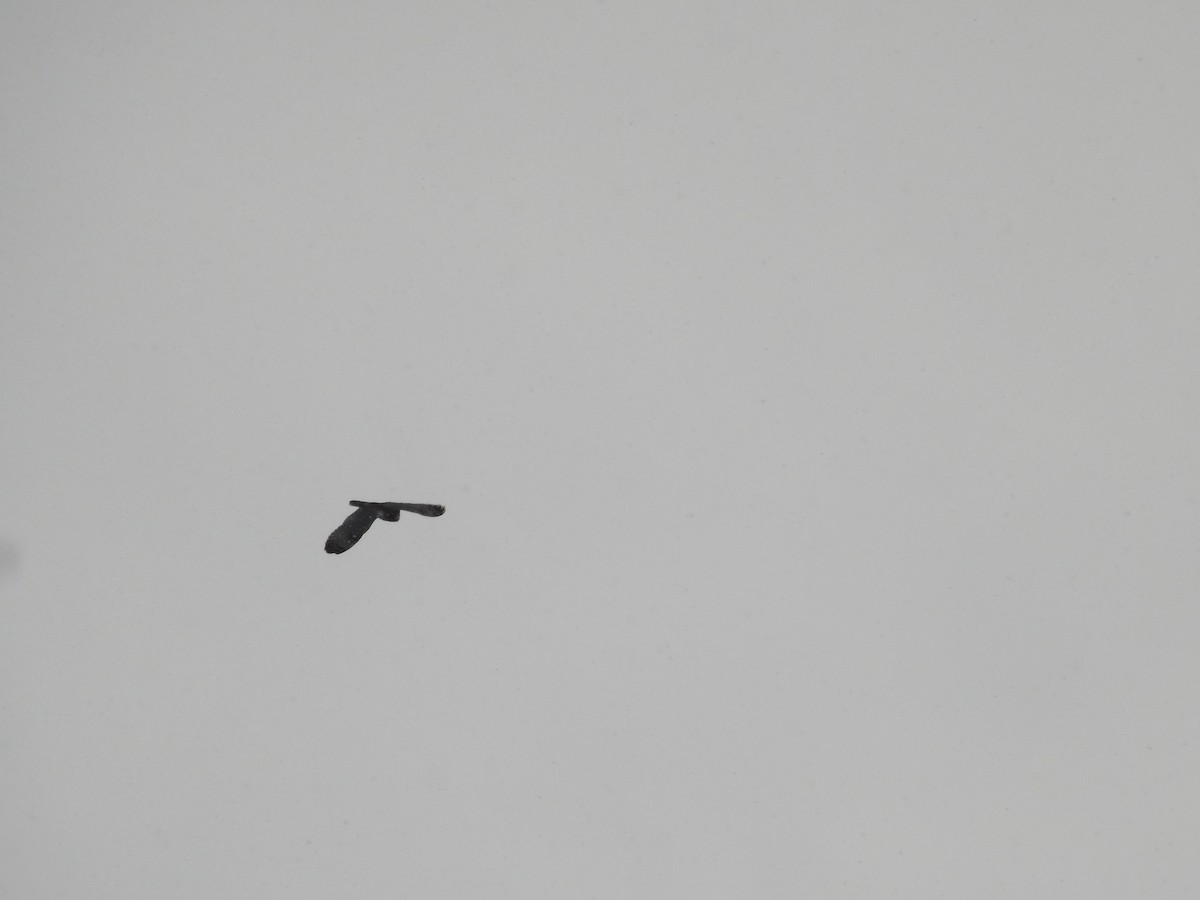 Short-eared Owl (Northern) - ML646088297