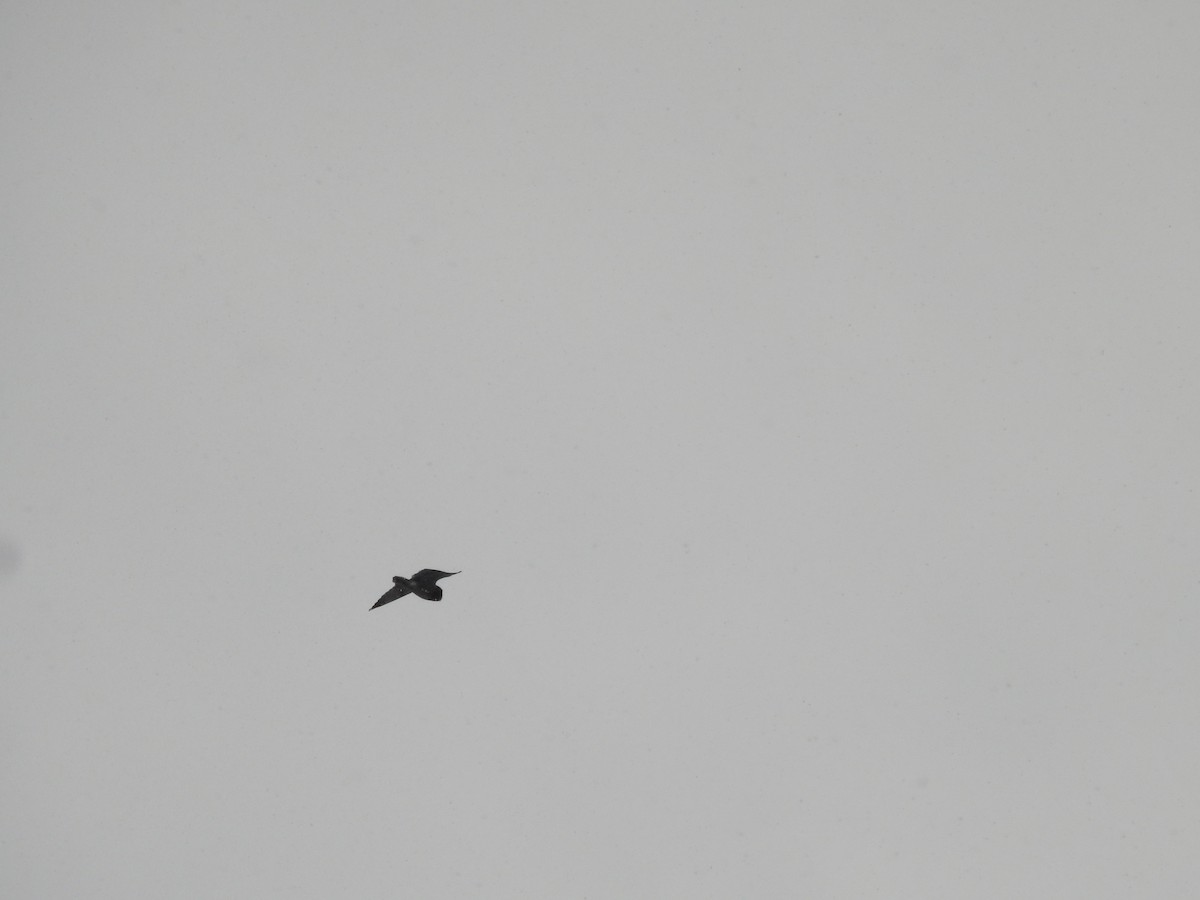 Short-eared Owl (Northern) - ML646088298