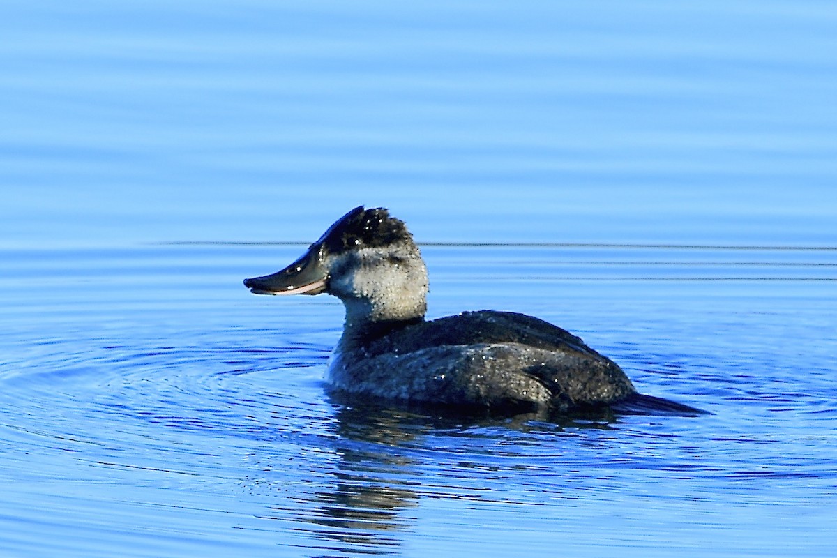Ruddy Duck - ML646088299