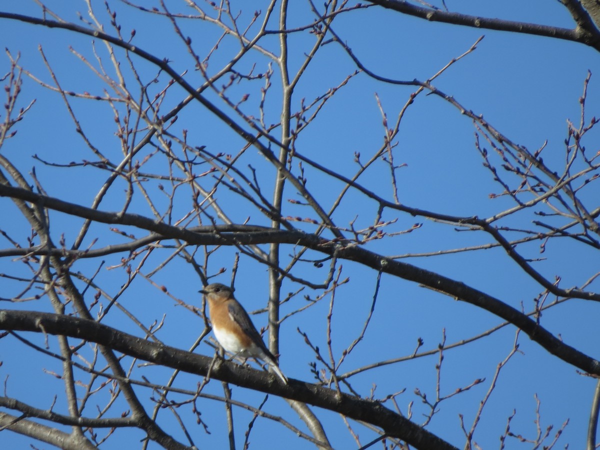 Eastern Bluebird - ML646088300