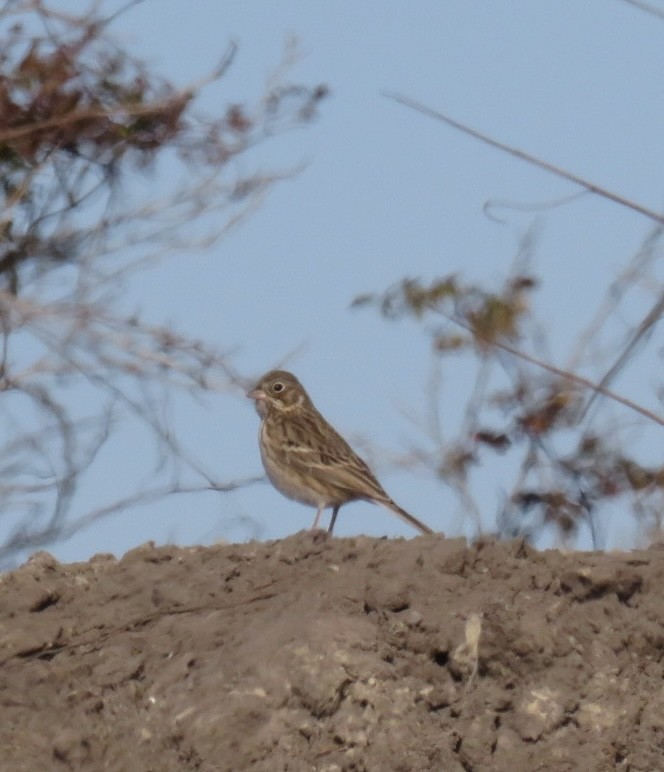 Vesper Sparrow - ML646088301