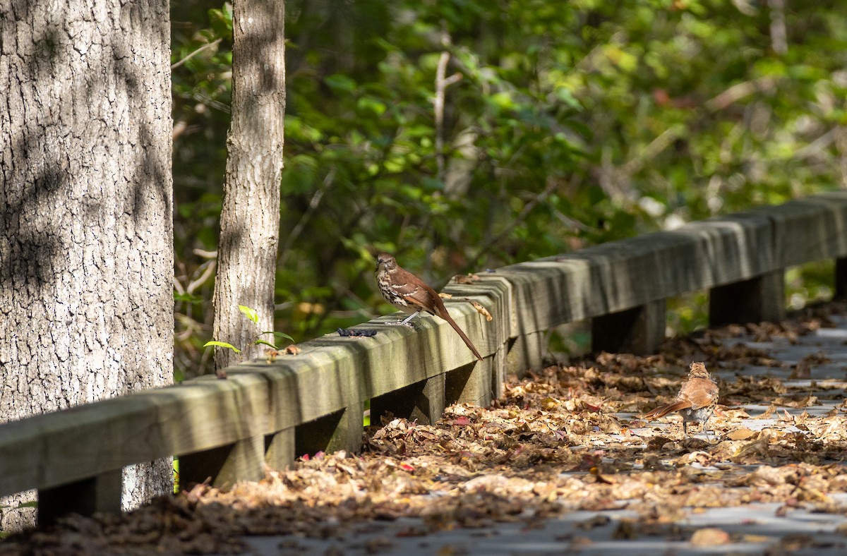 Brown Thrasher - ML646088302
