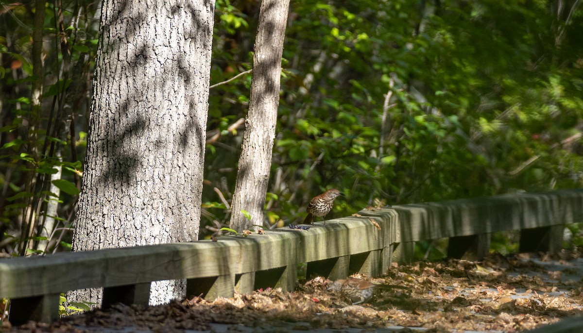 Brown Thrasher - ML646088303