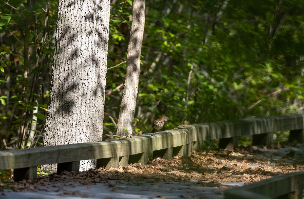 Brown Thrasher - ML646088304