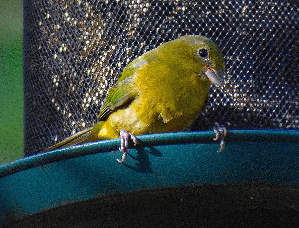 Painted Bunting - ML646088305