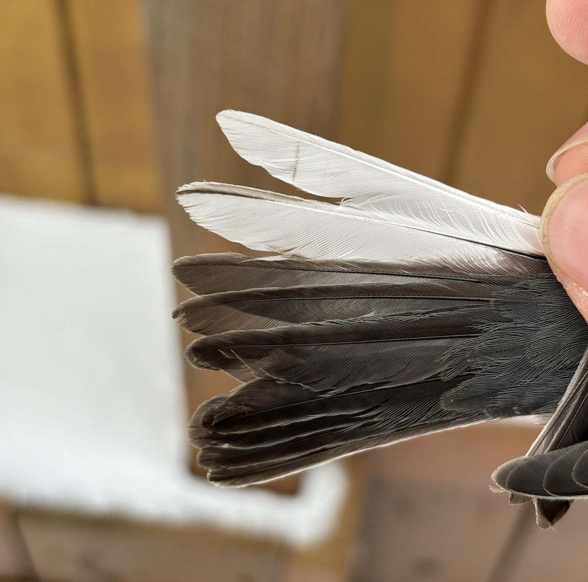 Dark-eyed Junco (Oregon) - ML646088311