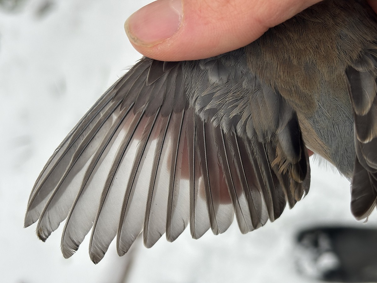 Dark-eyed Junco (Oregon) - ML646088312