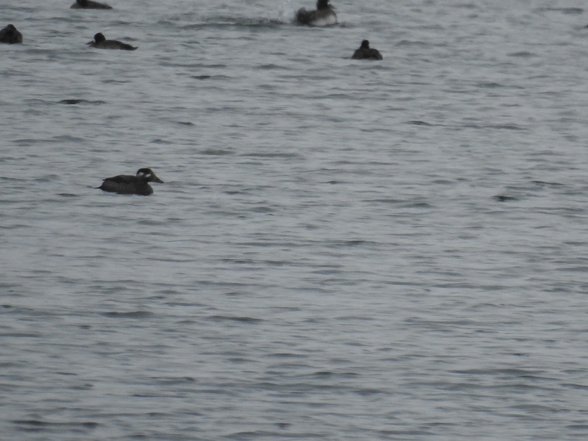 Surf Scoter - ML646088313