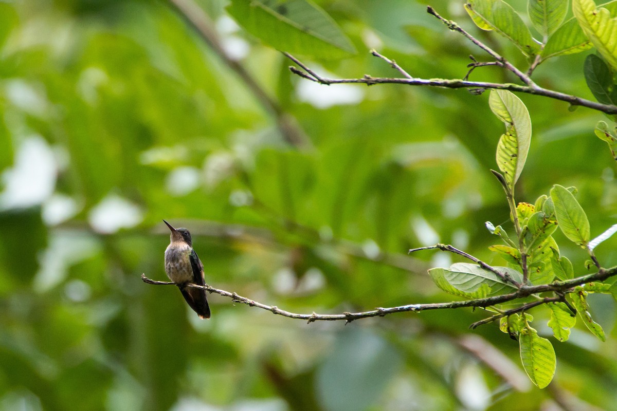 Black-crested Coquette - ML646088314