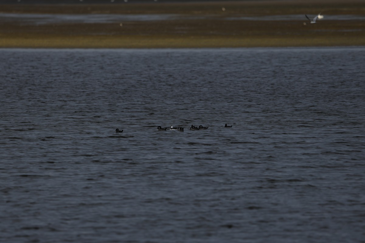 Bufflehead - ML646088315