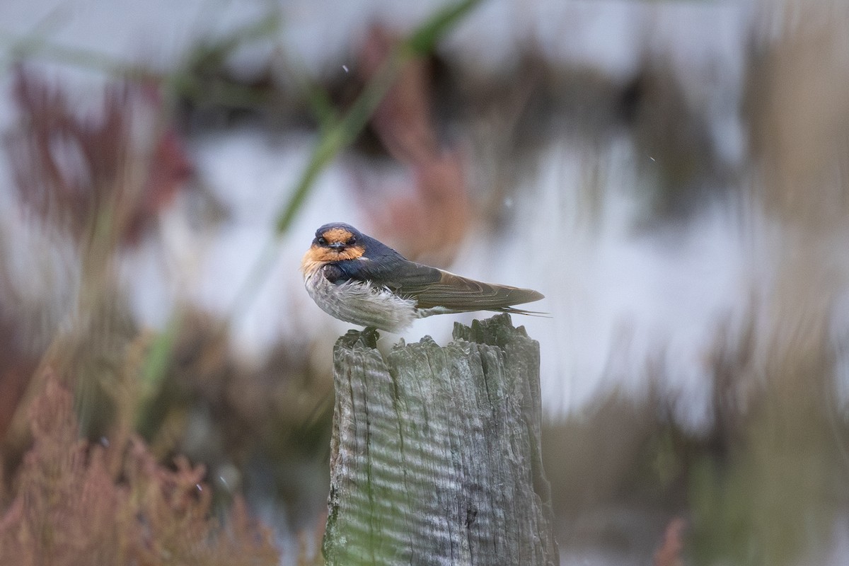 Welcome Swallow - ML646088316