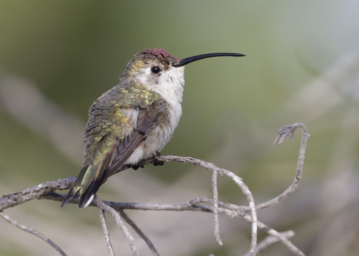 Mexican Sheartail - ML646088317