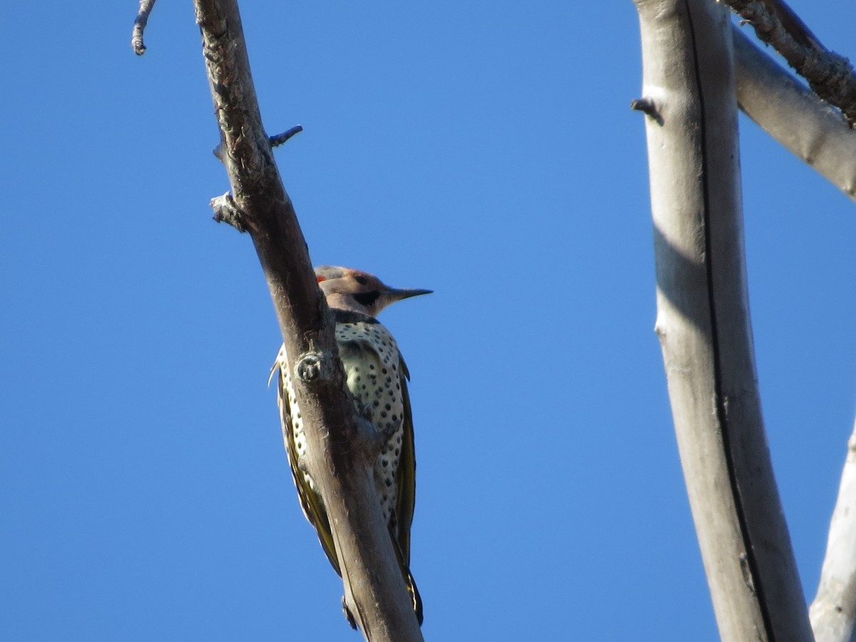 Northern Flicker - ML646088318