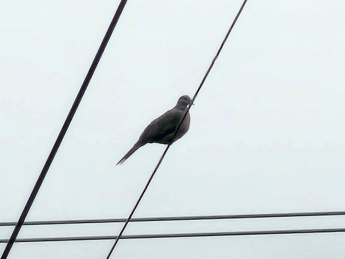 Spotted Dove - ML646088321