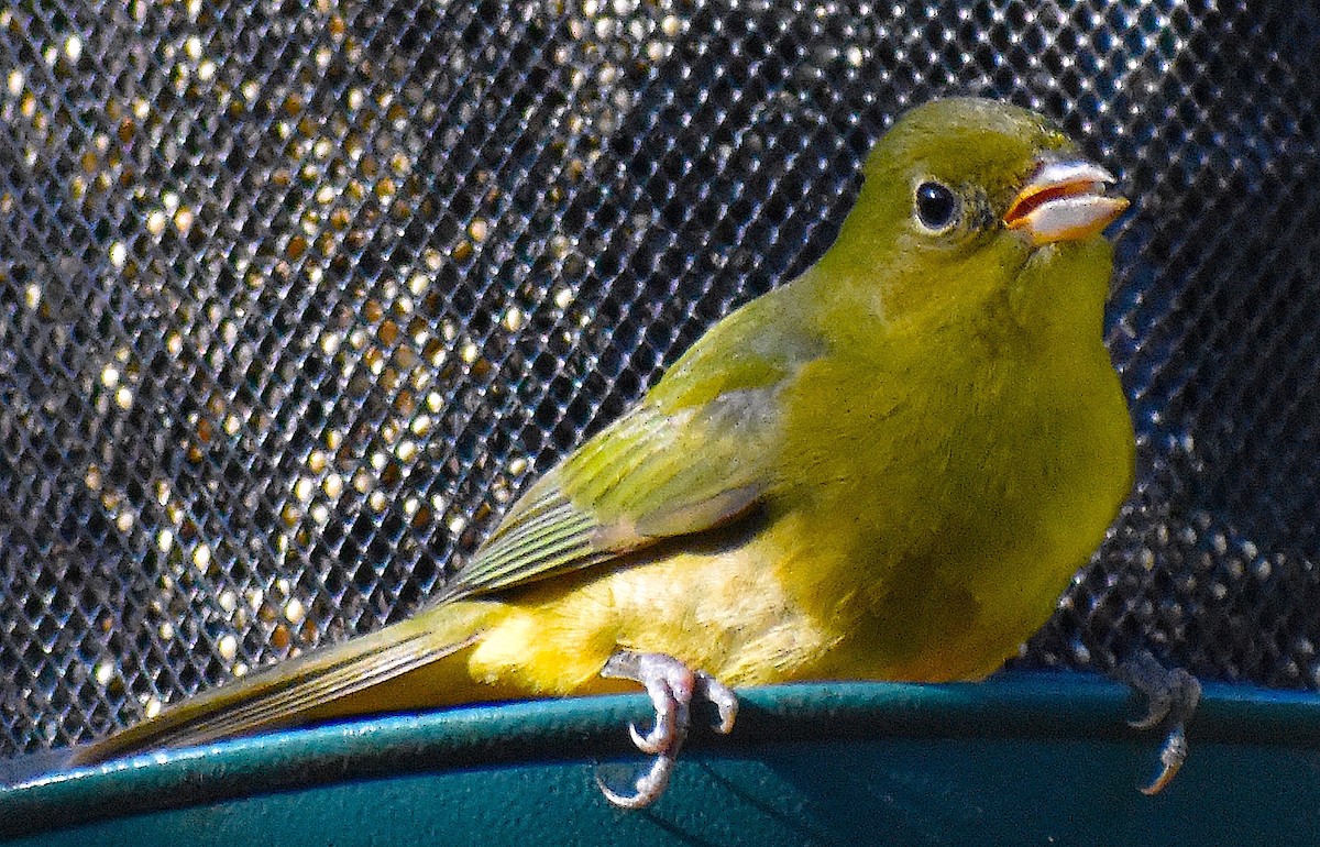 Painted Bunting - ML646088322