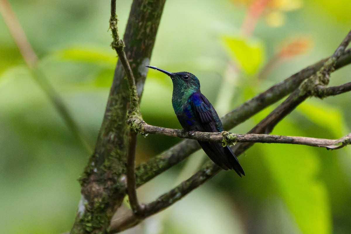 Crowned Woodnymph - ML646088324