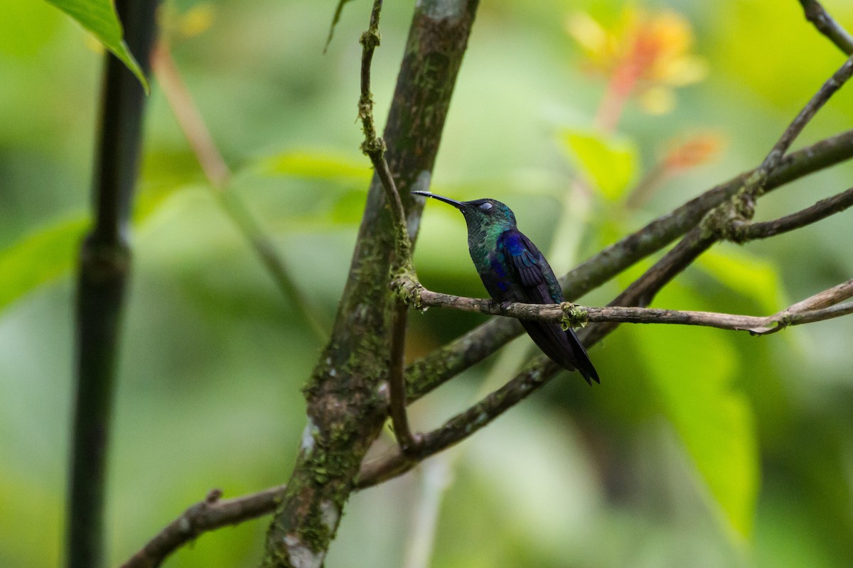 Crowned Woodnymph - ML646088326