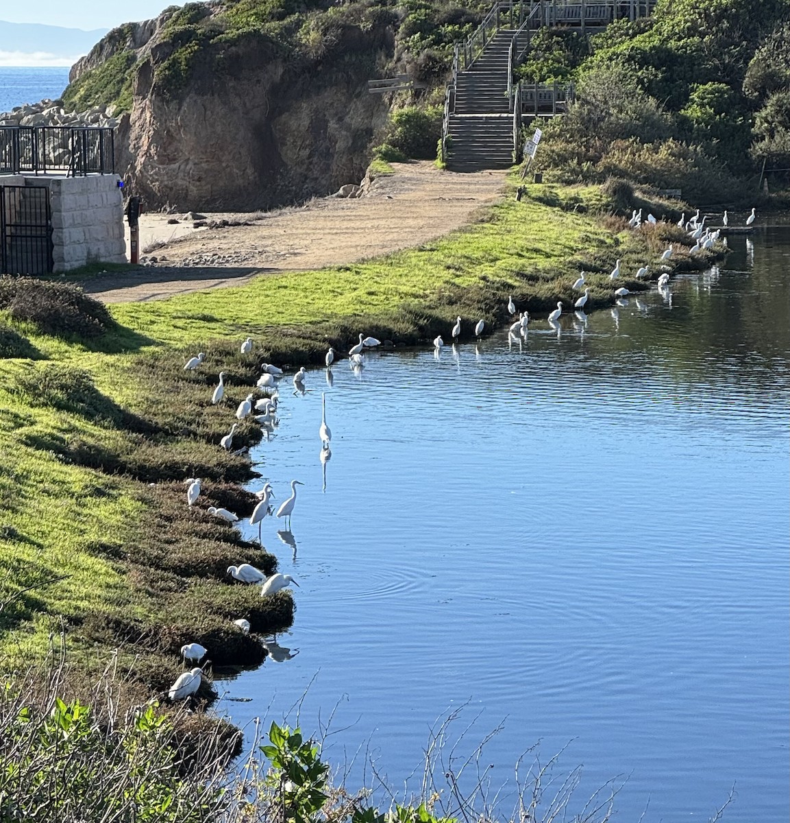 Snowy Egret - ML646088328