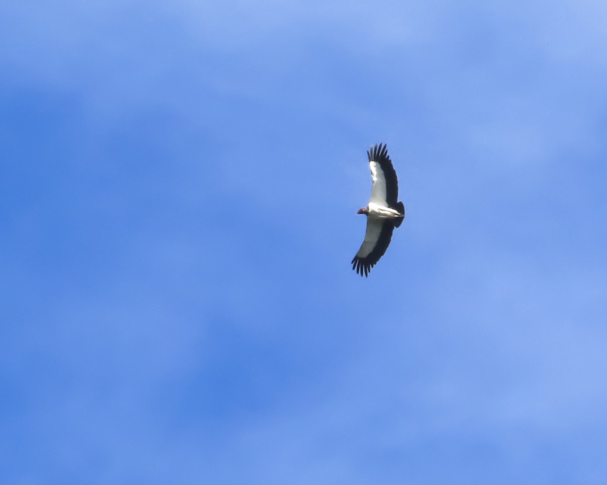 King Vulture - ML646088329