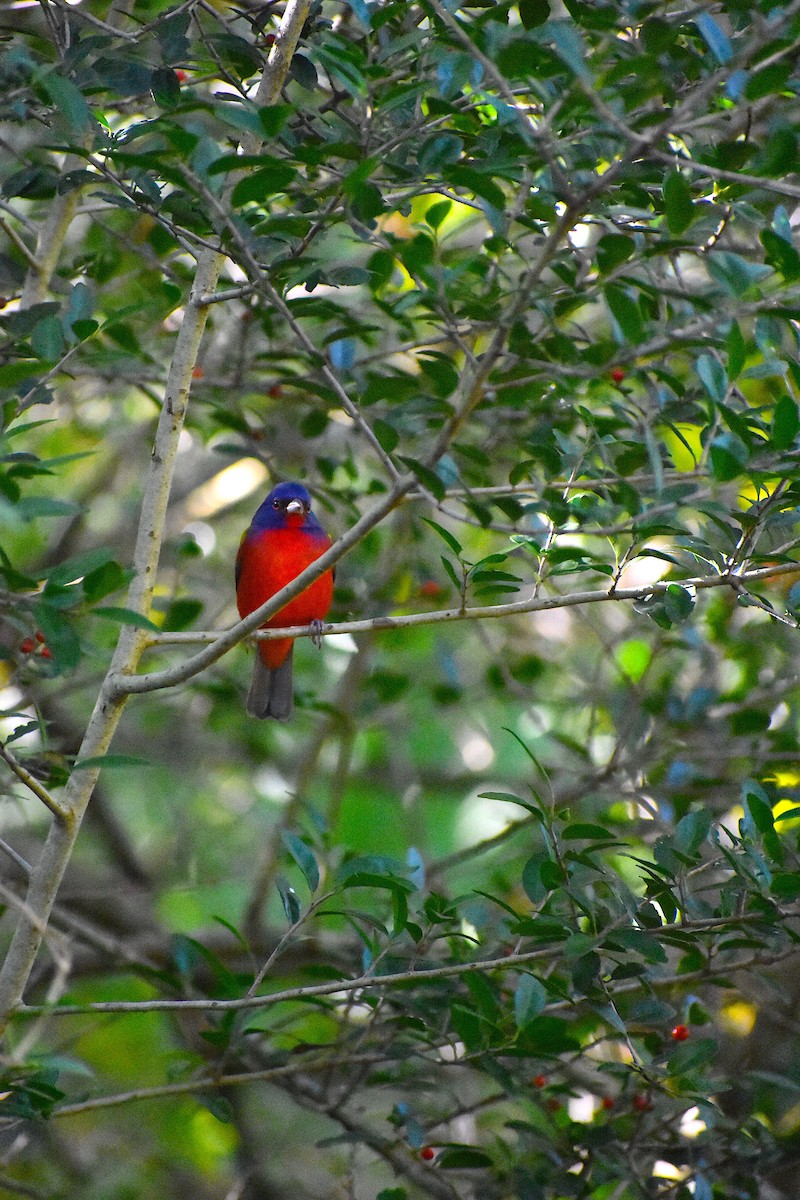 Painted Bunting - ML646088332