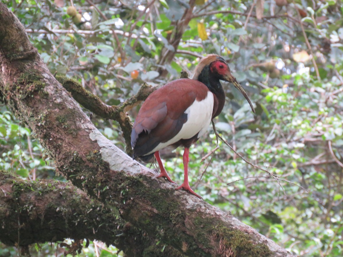 Madagascar Ibis - ML646088333