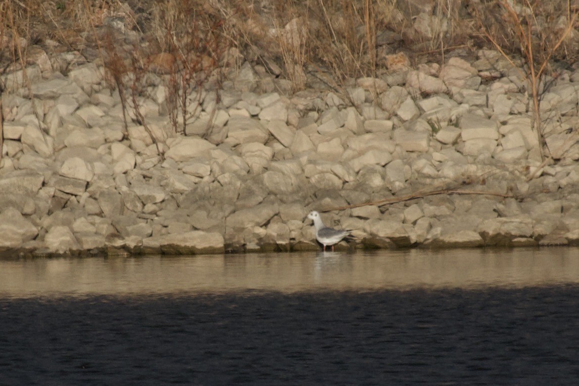 Bonaparte's Gull - ML646088336