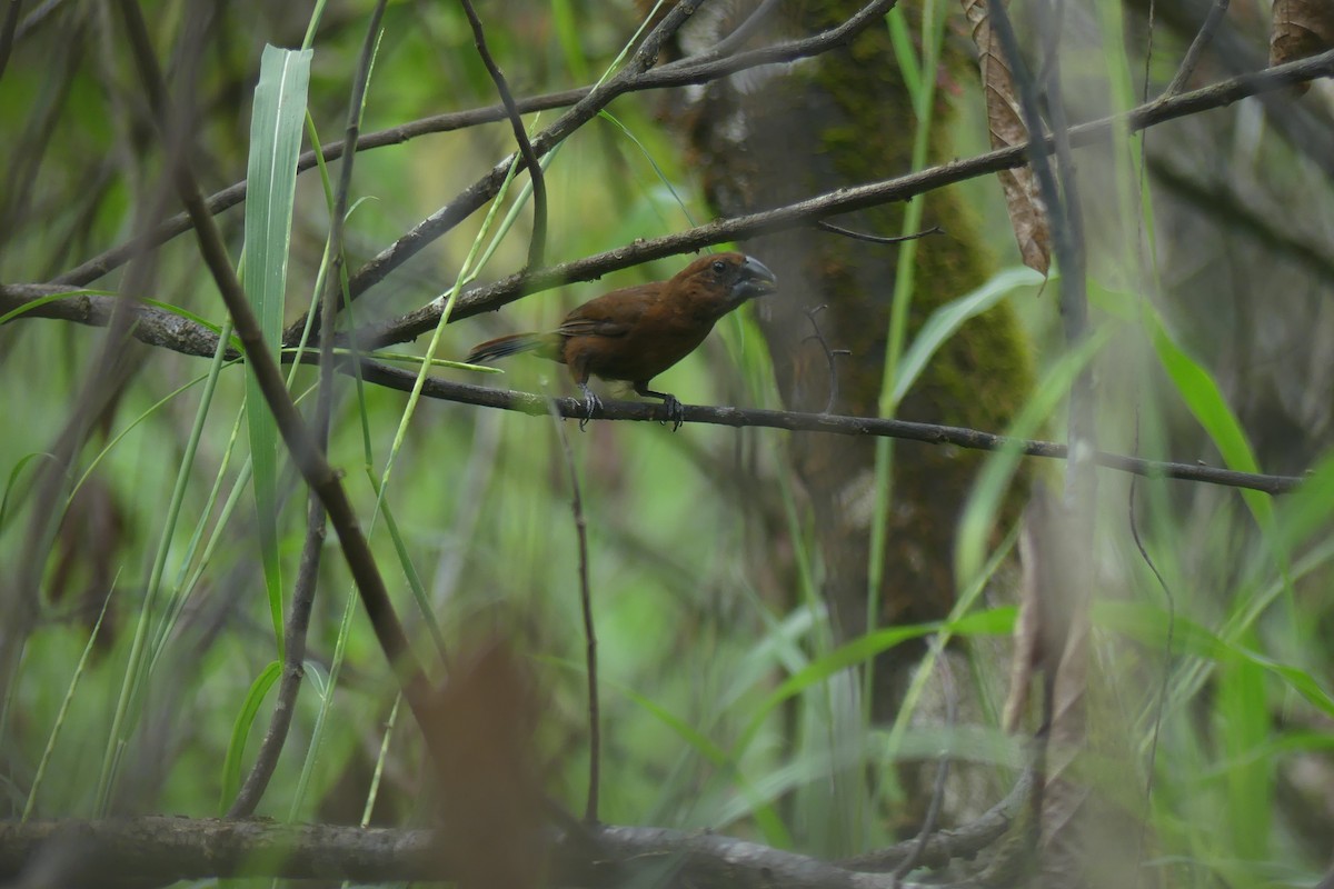 Blue-black Grosbeak - ML646088338