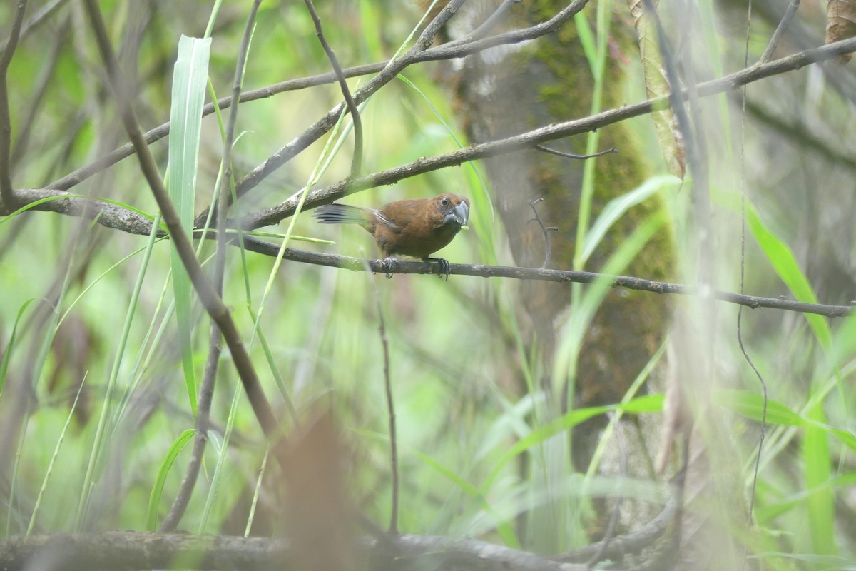 Blue-black Grosbeak - ML646088339