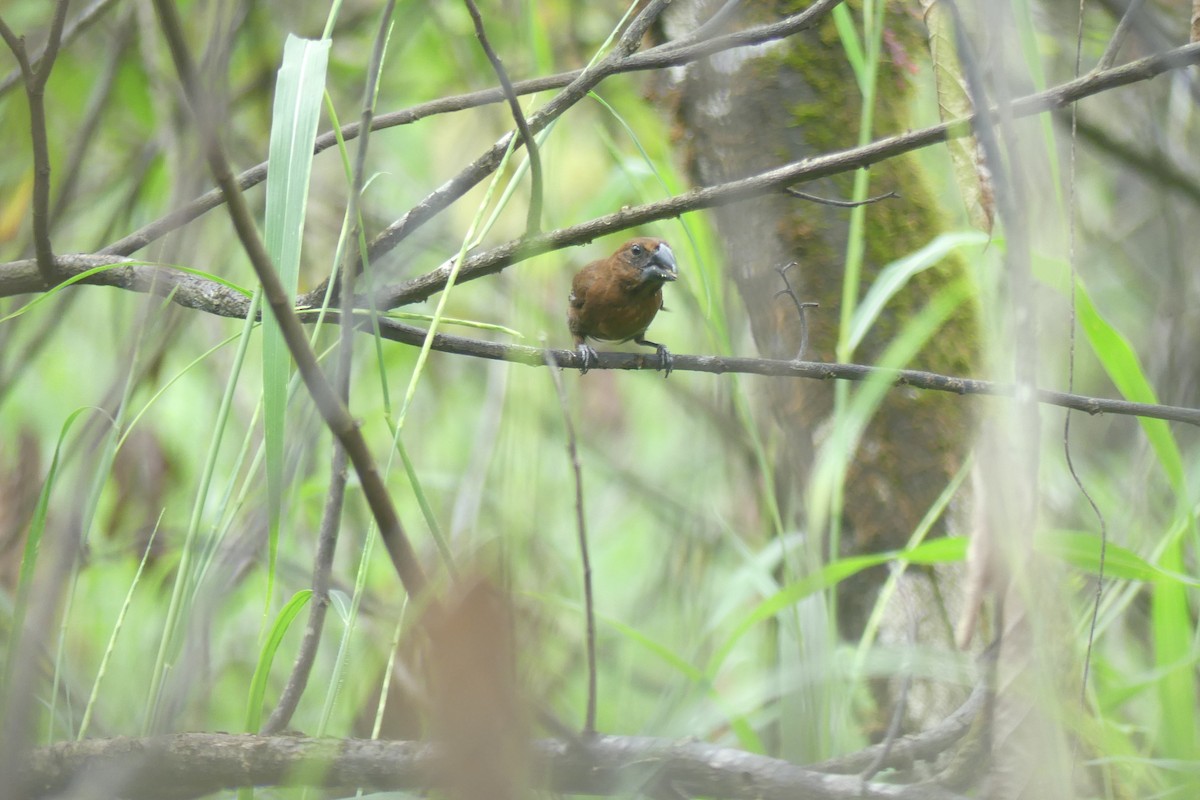Blue-black Grosbeak - ML646088340