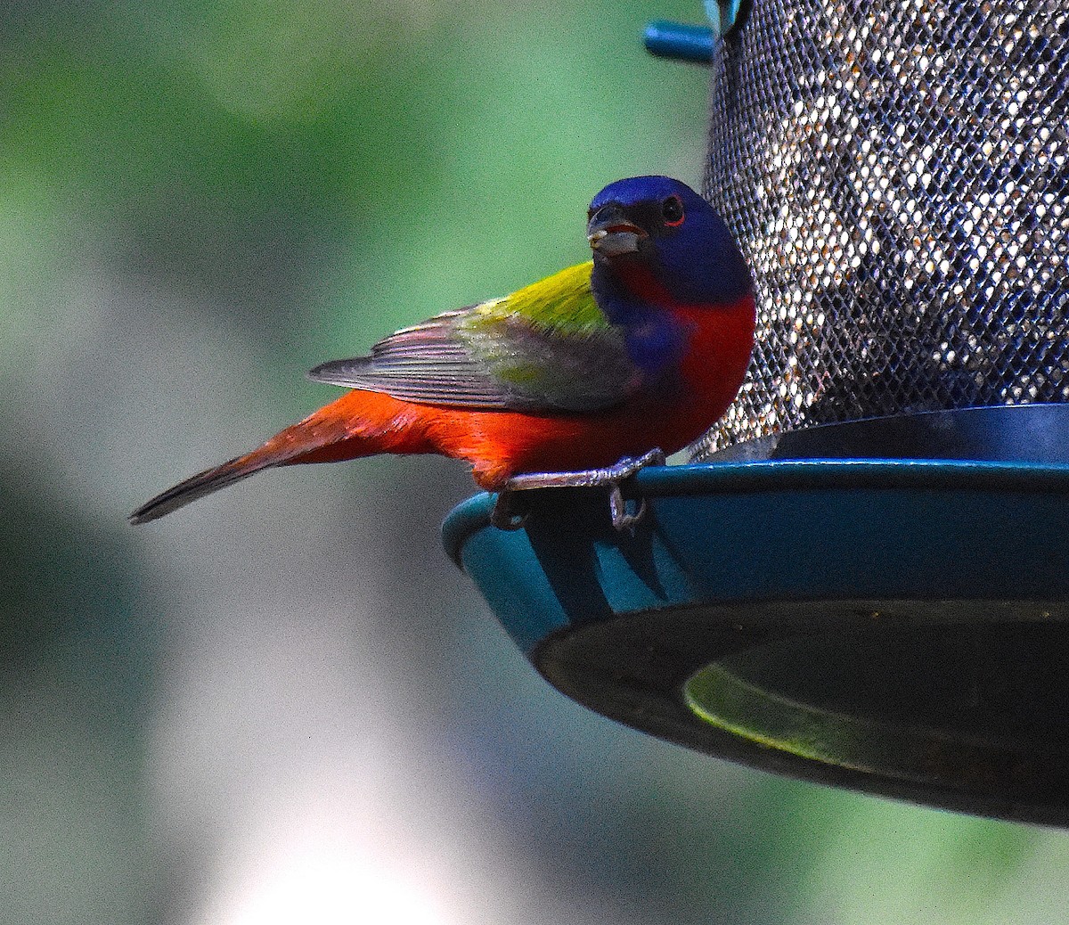 Painted Bunting - ML646088346