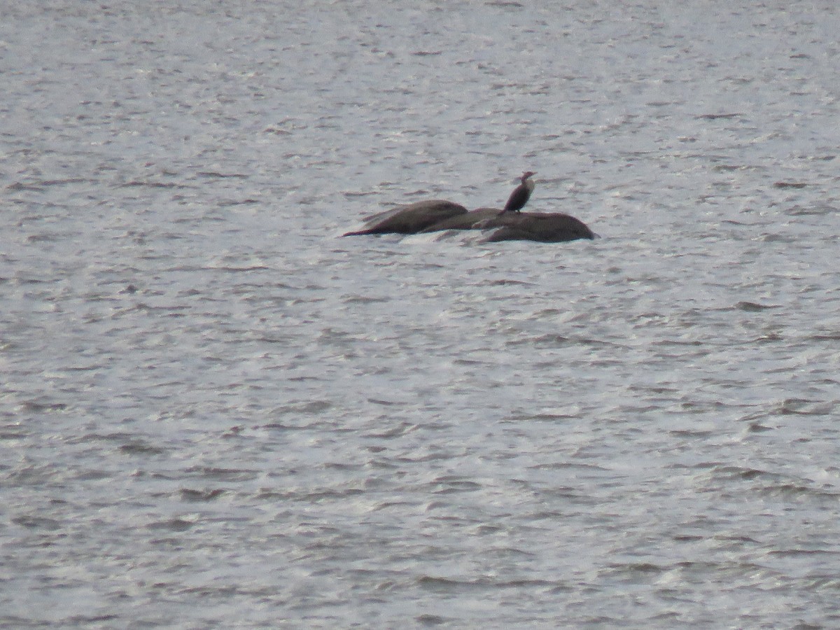 Double-crested Cormorant - ML646088359