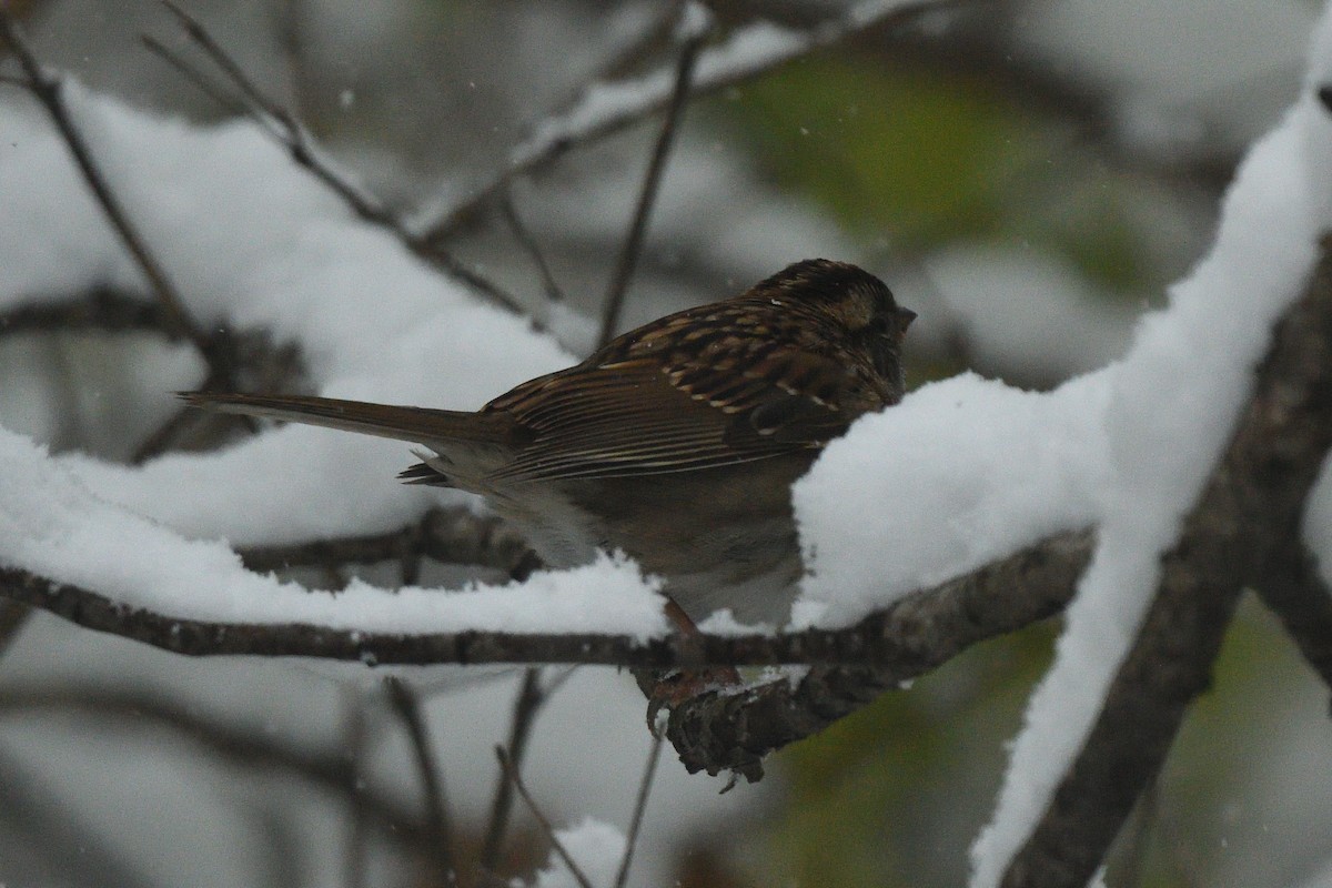 White-throated Sparrow - ML646088361