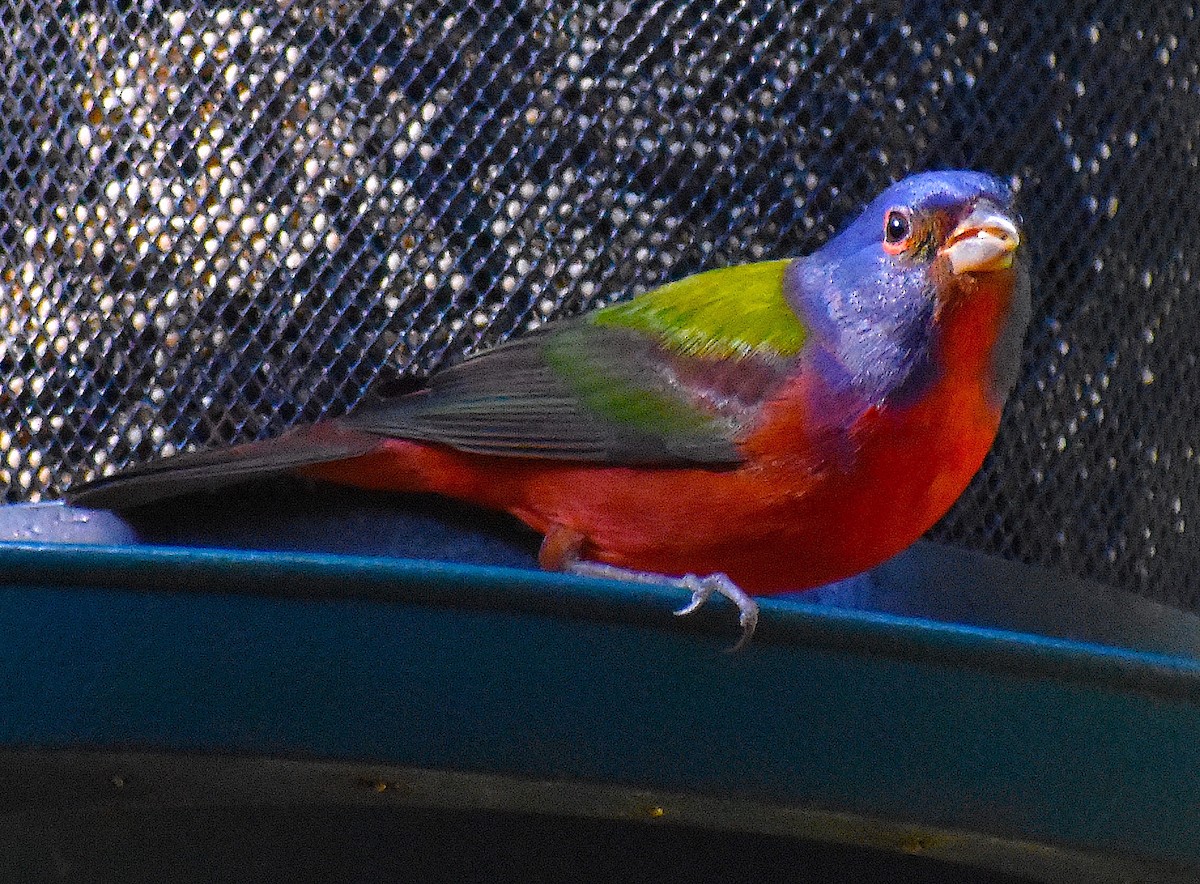 Painted Bunting - ML646088362