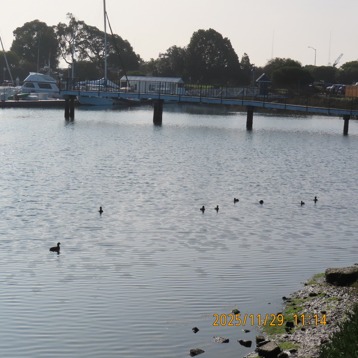 Foulque d'Amérique - ML646088364