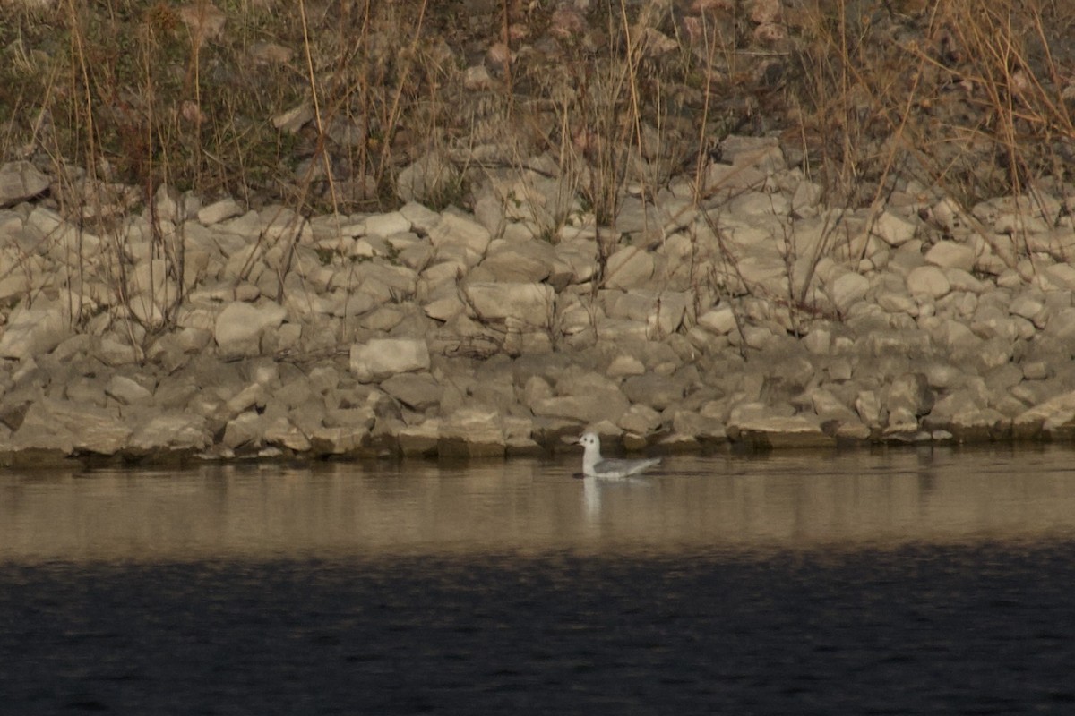 Bonaparte's Gull - ML646088366